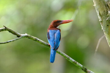 White-throated Kingfisher