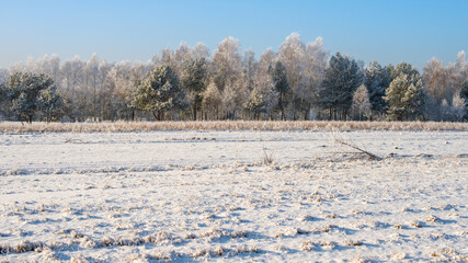 The beautiful winter weather conditions in a rural field. Wide view landscape of the frosty forest