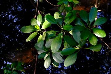 leaves on the water