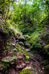 Madeira - Levada dos Cedros