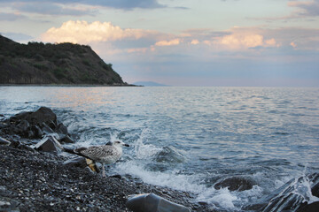 close up of a calm seagull sits on a pebble beach near waves. Beautiful seascape at sunset