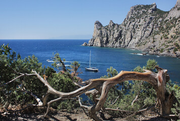 Top view of the turquoise sea bay, rocks and small ship through the bizarrely curved trunk of the...
