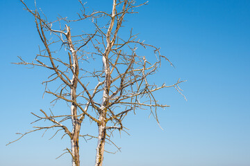 Old and dried tree branches covered with snow against clear blue sky with copy space