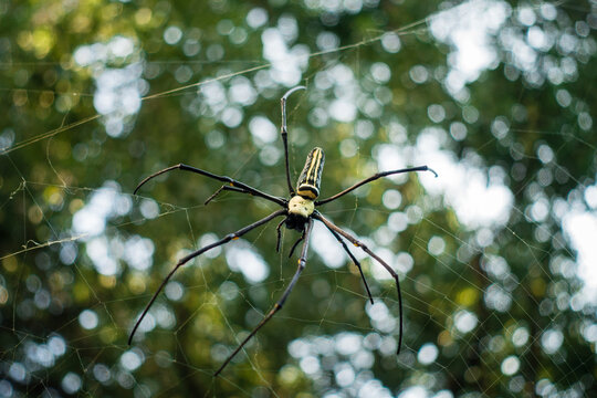 A close up shot of Nephila pilipes ,northern golden orb weaver or giant golden orb weaver is a species of golden orb-web spider. The N. pilipes golden web is vertical with a fine irregular mesh.