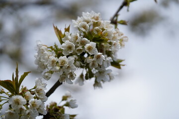 White cherry blossom in Styria, Austria