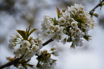 White cherry blossom in Styria, Austria