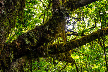Fototapeta premium Madeira - Levada dos Cedros
