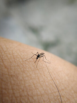 Picture of mosquito biting on skin with selective focus on mosquito, skin area
