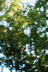 A close up shot of golden orb weaver spider approaching a bee stuck on its web. Nephila pilipes...