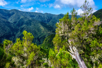 Fototapeta na wymiar Madeira - Levada dos Cedros
