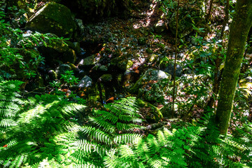 Madeira - Levada dos Cedros