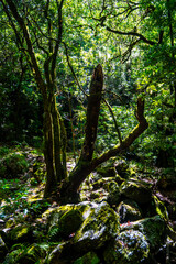 Madeira - Levada dos Cedros
