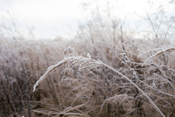 frozen grass in field