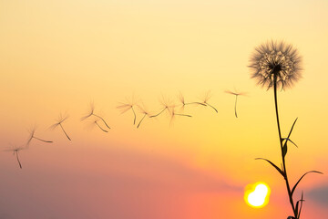 Dandelion flower seeds fly against the backdrop of the evening sun and sunset sky. Floral botany of nature
