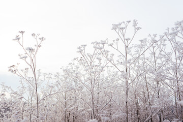 frozen meadow natural colors