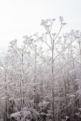 Fototapeta premium frozen nature close up