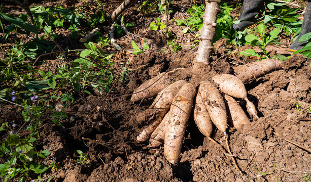 Cassava is dug up underground. Clumps of agricultural produce grown underground.