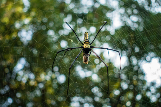 A close up shot of golden orb weaver spider eating a bee stuck on its web. Nephila pilipes ,northern golden orb weaver or giant golden orb weaver is a species of golden orb-web spider.