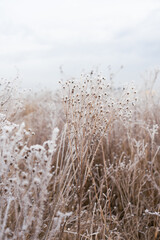 frozen meadow close up