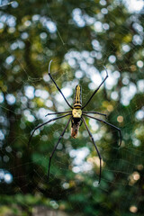 A close up shot of golden orb weaver spider eating a bee stuck on its web. Nephila pilipes...