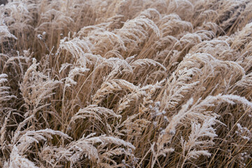 frozen meadow natural colors