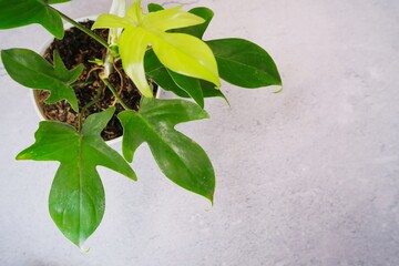 ornamental plant philodendron florida beauty © Riyan