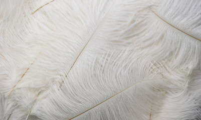 white ostrich feathers with a visible texture