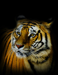 royal Bengal Tiger, portrait of a Bengal Tiger. Tiger closeup.