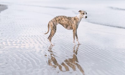 hübsche Whippet Hündin am Meer mit Spiegelung