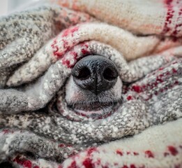 Detailfoto - eine kleine, niedliche, schwarze Hundenase in einem Stapel von Kuscheldecken