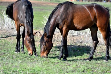 Obraz na płótnie Canvas Horses graze on the farm in early spring 