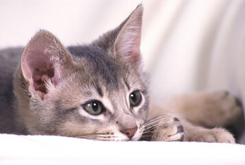 Abyssinian cat kitten relaxing on a blanket looking to the side.  Head shot