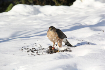 Falcon feeding on a caught prey in winter