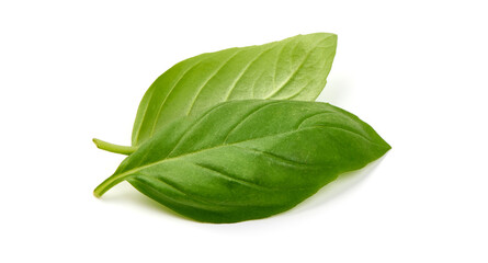 Basil isolated. Basil leaf on white. Close-up.