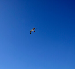 gull on the sky