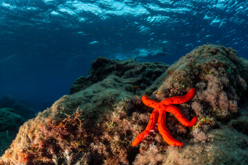 a red starfish in Mediterranean seabed