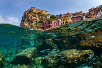 a group of fish in a typical Mediterranean seabed - obrazy, fototapety, plakaty