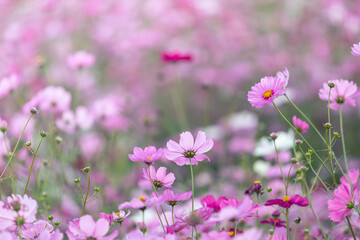 cosmos flowers field and copy space bright day