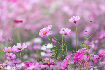 cosmos flowers field and copy space bright day