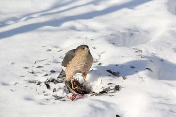 Falcon feeding on a caught prey in winter