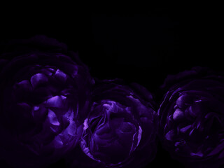 Fototapeta na wymiar Beautiful abstract blue and purple flowers on black background, black flower frame, dark leaves texture, purple background, purple background, flowers for Christmas and valentine celebrations