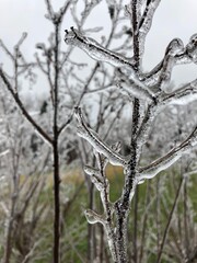Ice On Branches / Ice Storm
