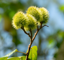 Castanea sativa, el castaño, es un árbol que pertenece a la familia de las fagáceas, cuyo fruto, la castaña, es comestible y fue una importante fuente alimenticia, en particular en algunas regiones de