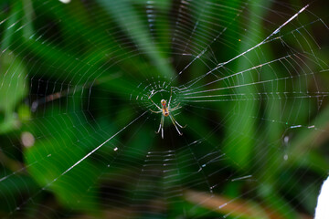 Las arañas (Araneae) son el orden más numeroso de la clase Arachnida, lejanamente emparentadas...