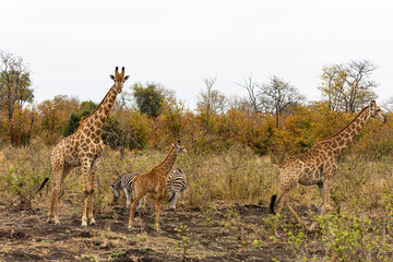 Giraffe family and zebras Kruger NP