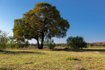 Large tree next to waterhole in Kruger NP © hannesthirion