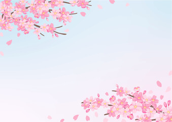 桜の花のイラスト　背景デザイン　ピンクと青のグレデーション背景　春の風景
