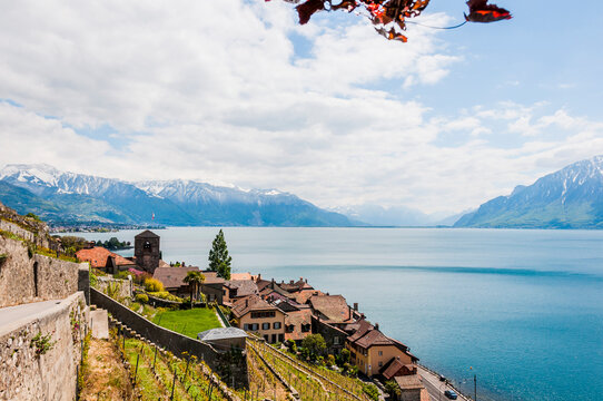 Saint-Saphorin, Lavaux, Genfersee, Weinberge, Dorf, Winzerdorf, Kirche, See, Seeufer, Wanderweg, Weinberg-Terrassen, Weinbauer, Fr&uuml;hling, Waadt, Schweiz