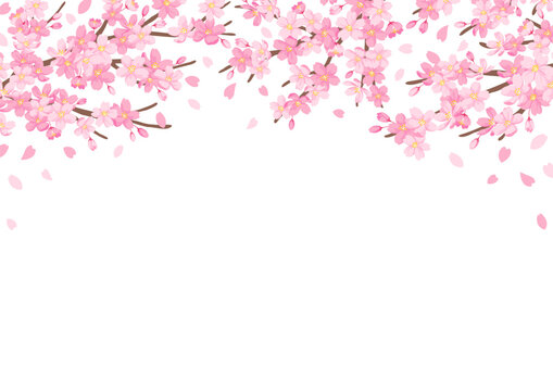 桜の花のイラスト　背景デザイン　白背景