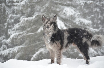 Naklejka premium a dog looks like an wolf